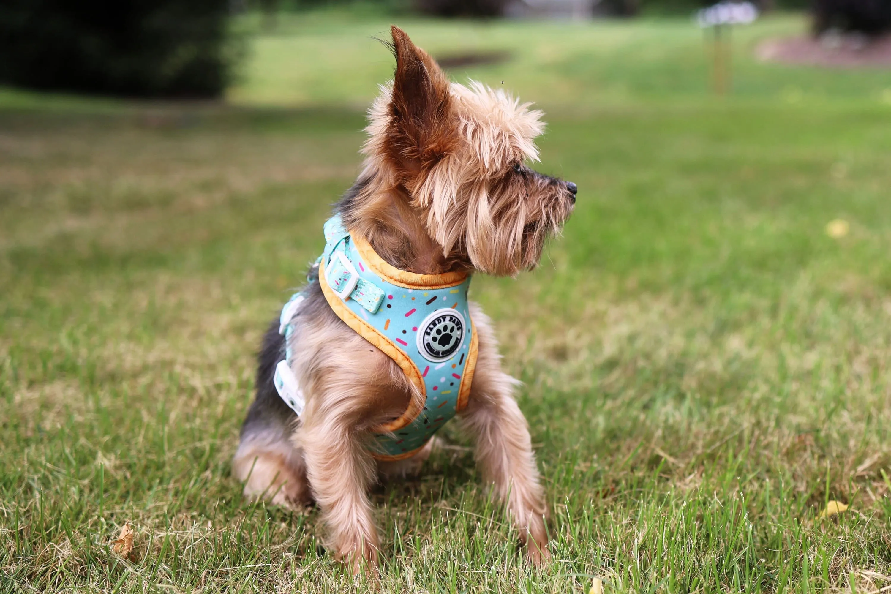 Ice Cream Sprinkles Dog Harness - Mint